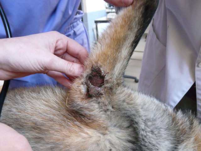 Herida por lazo en un zorro